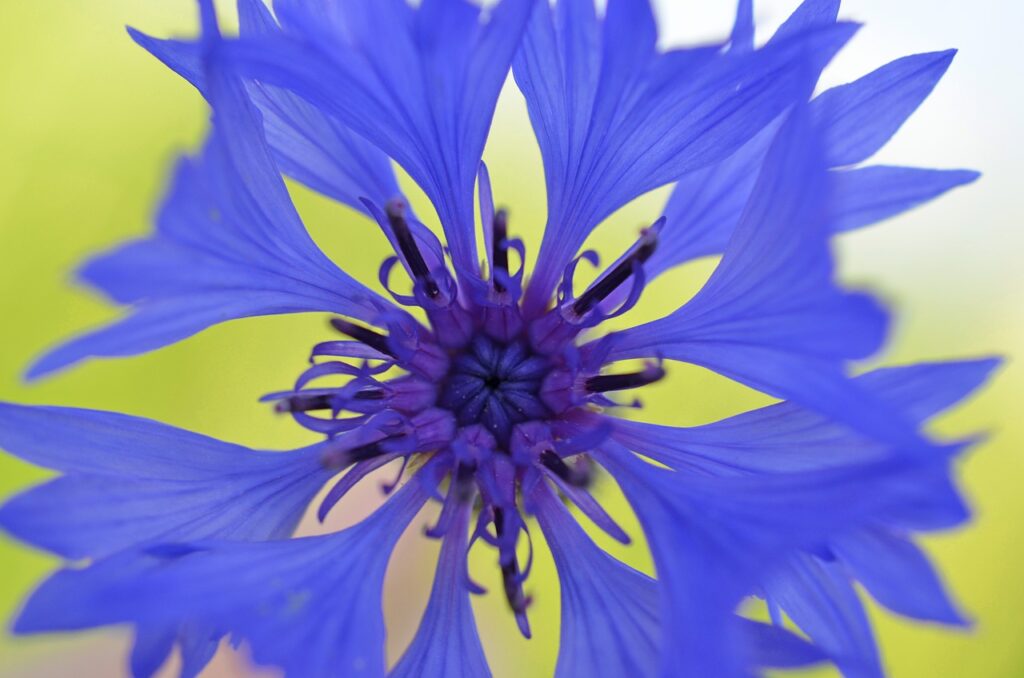 A bright blue cornflower