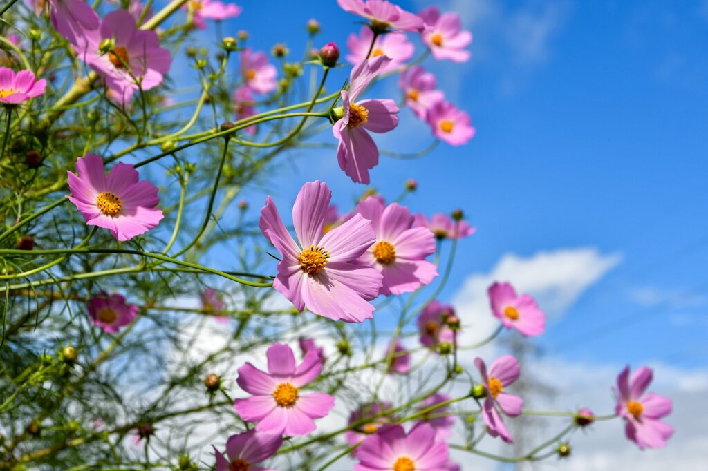Cosmos flower guide