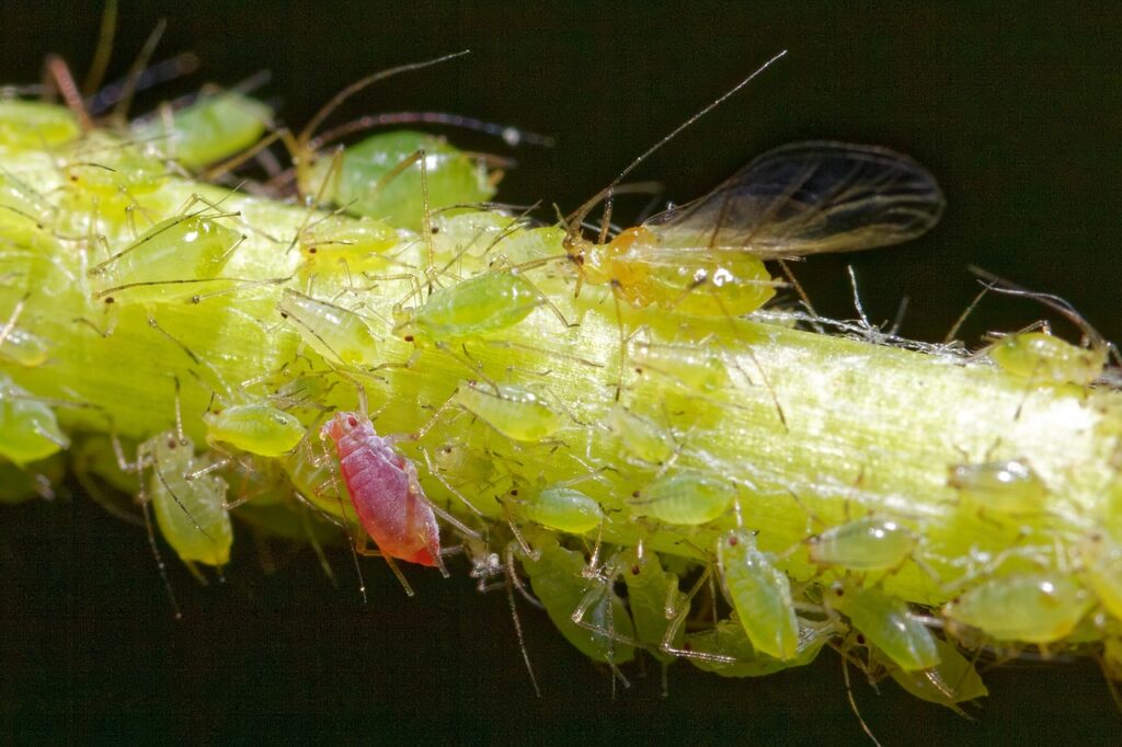 Greenfly aphids clustered on a plant stem