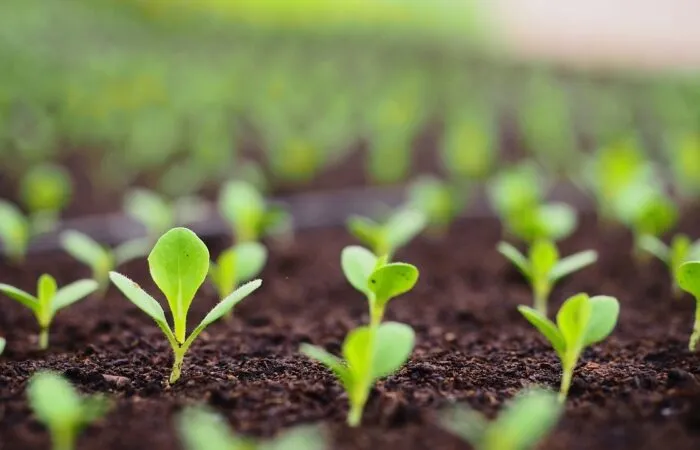 How to improve your soil