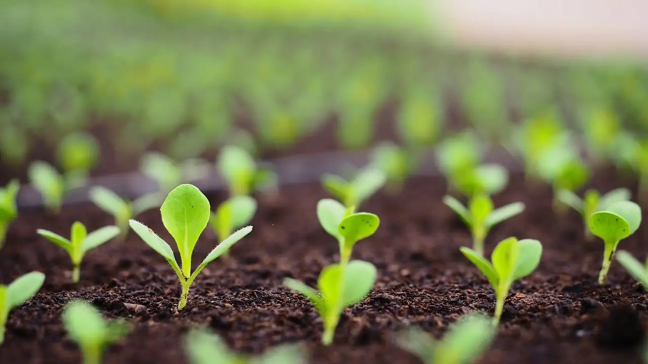 How to improve your soil