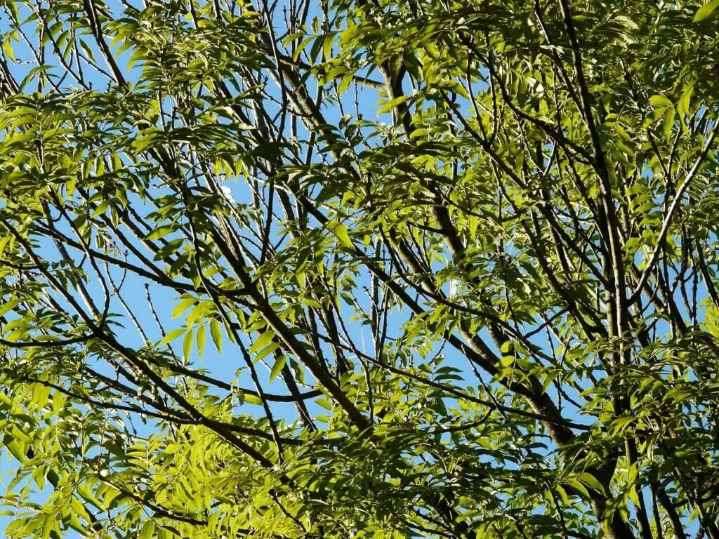 Ash tree in leaf