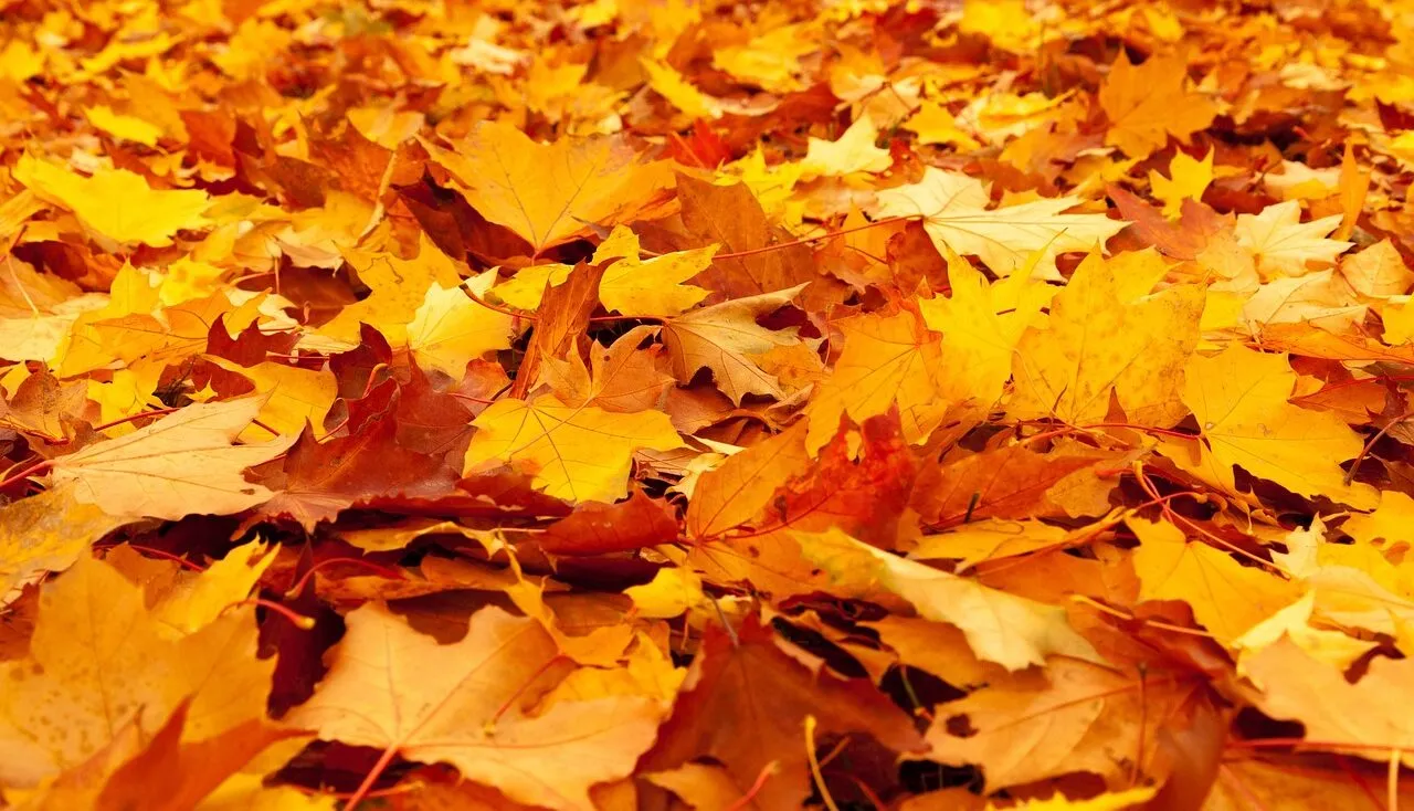 Why do trees drop their leaves