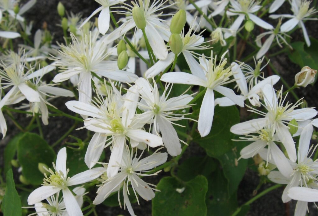 autumn flower guide
