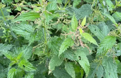 Common stinging nettles