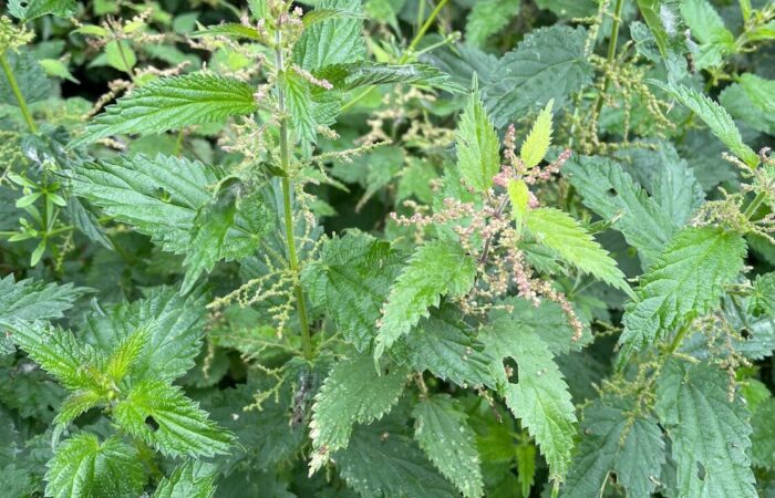 Common stinging nettles