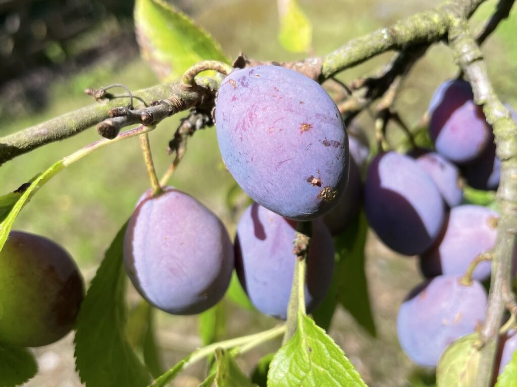Damson fool recipe