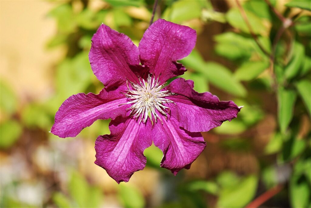 How to grow clematis