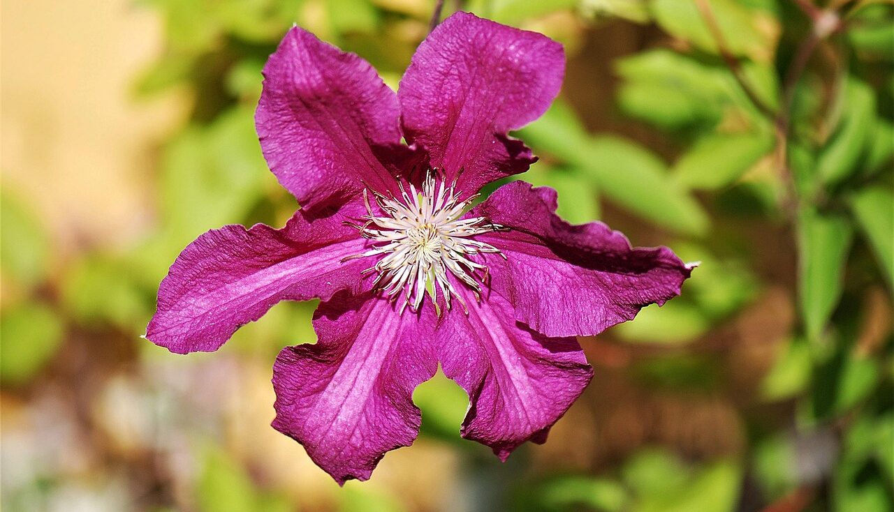 How to grow clematis