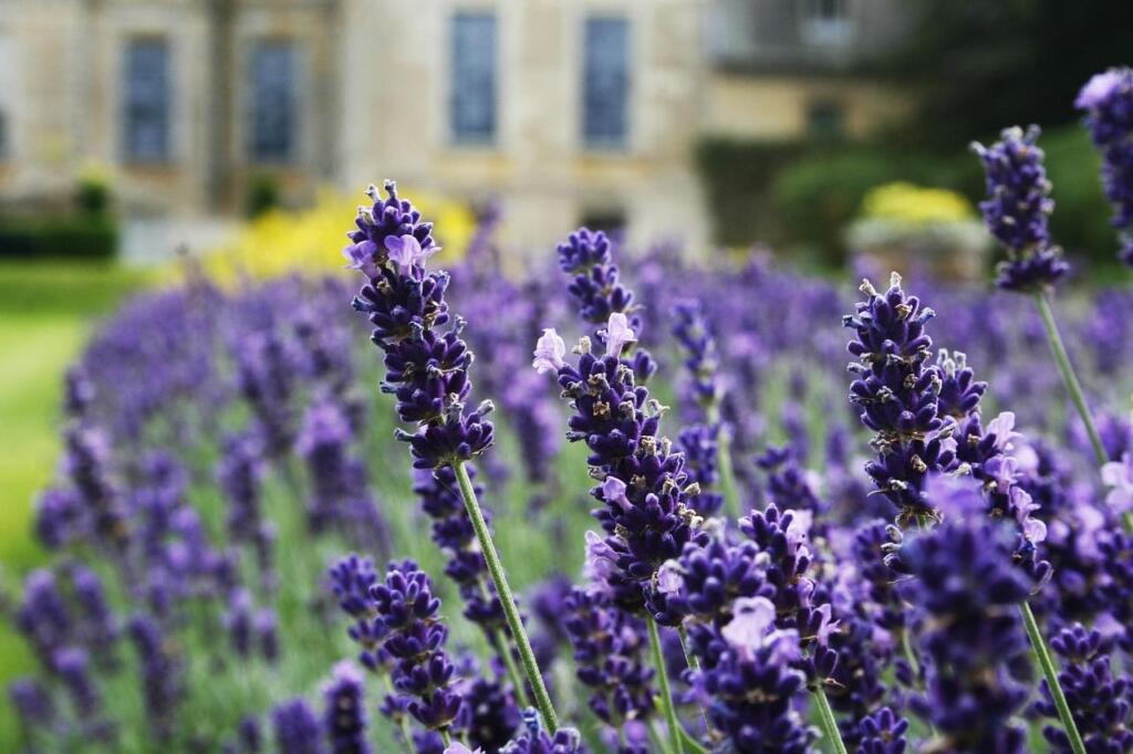 How to prune english lavender shrubs
