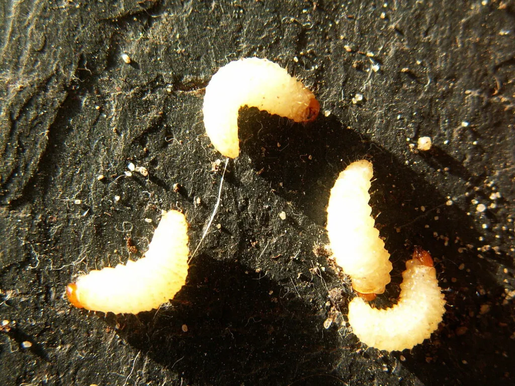 Vine weevils