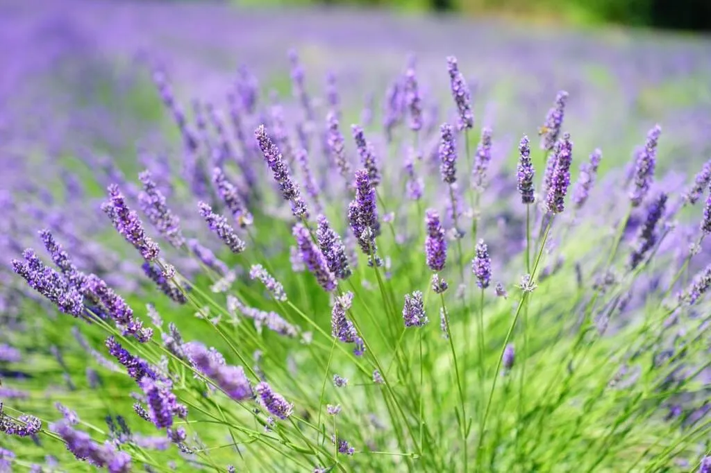 When to prune lavender
