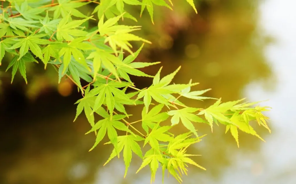 Green acer tree
