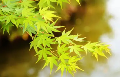 Green acer tree