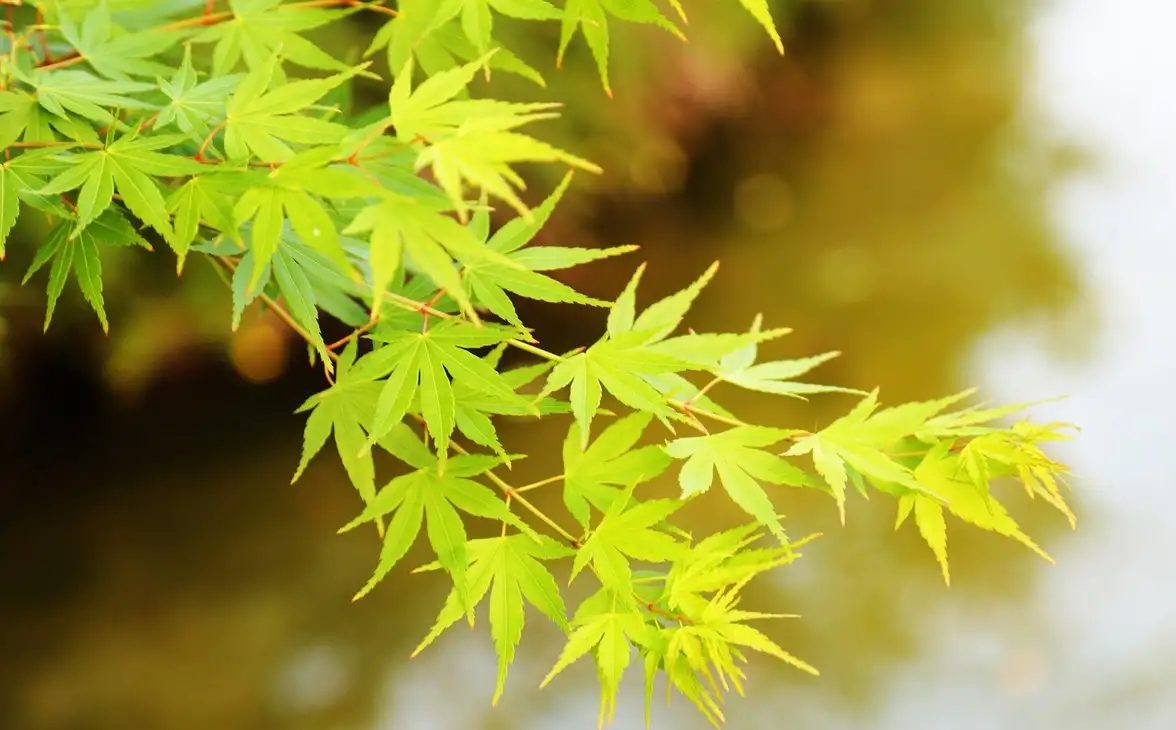 A healthy green acer leaf in a UK garden