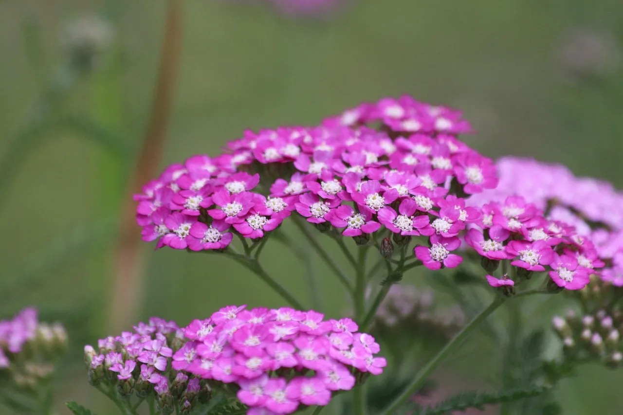 Achillea millefolium Cerise Queen with pink flat-topped flowers
