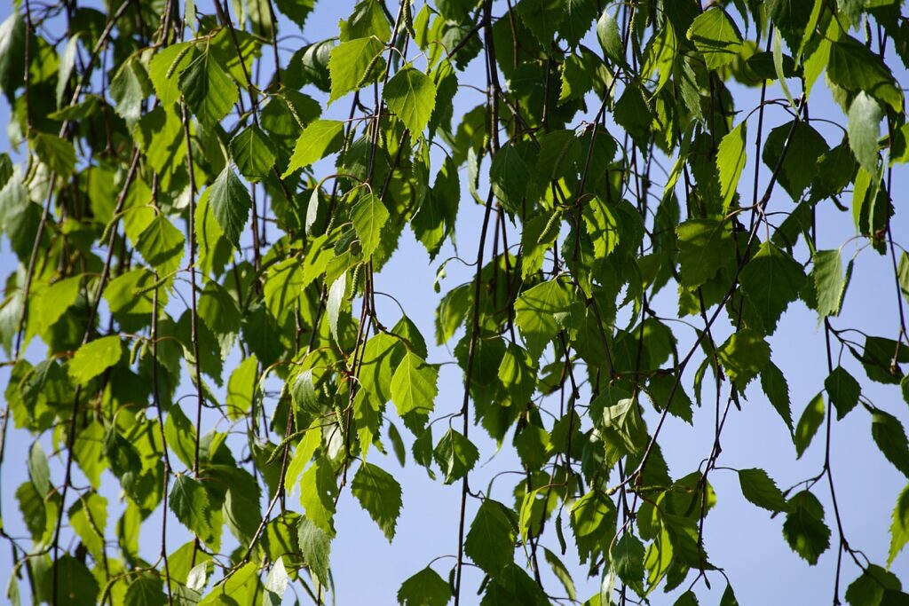 Betula tree