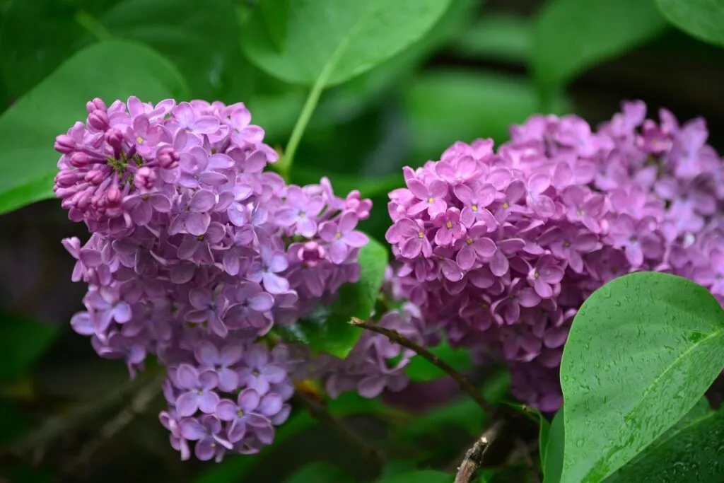 Butterfly bush