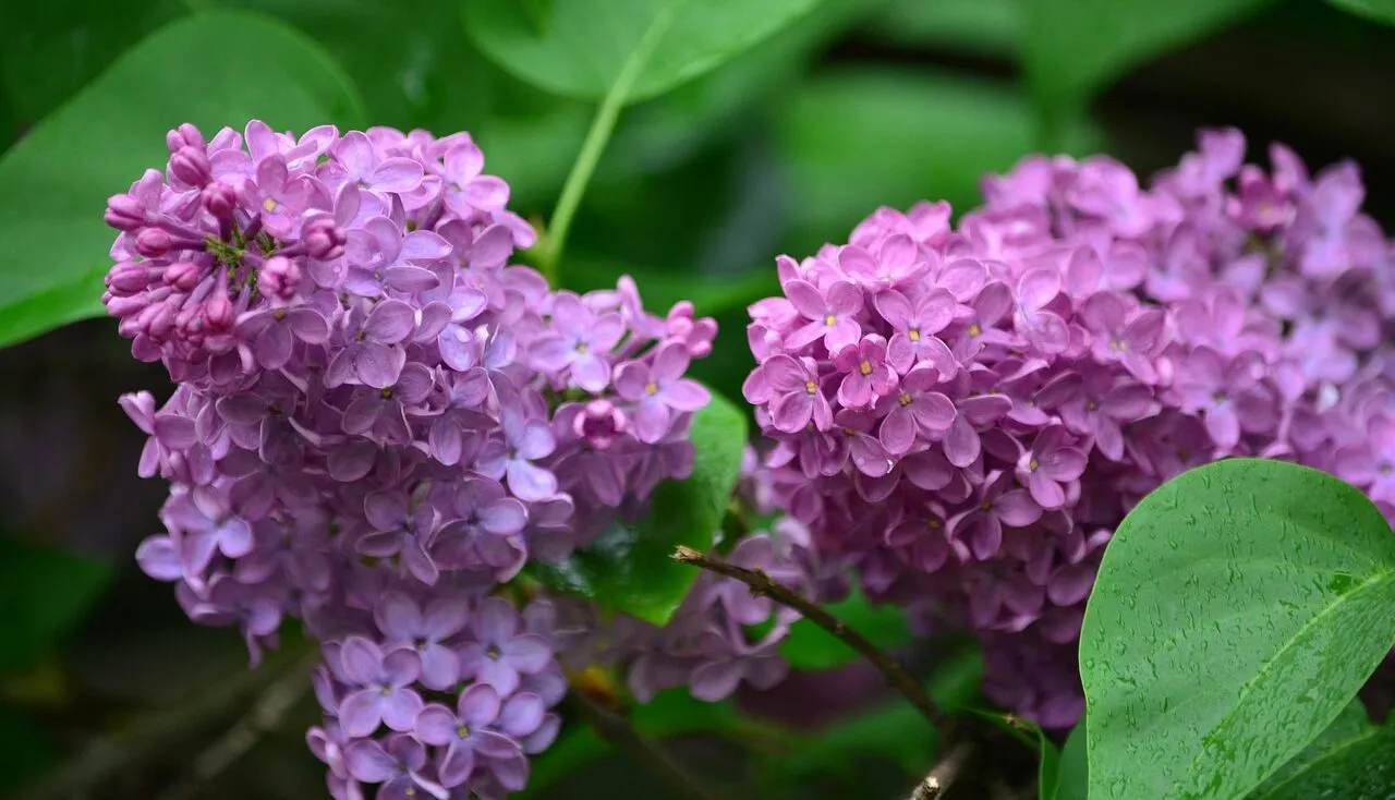 Butterfly bush