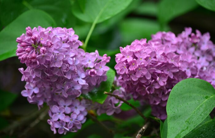 Butterfly bush