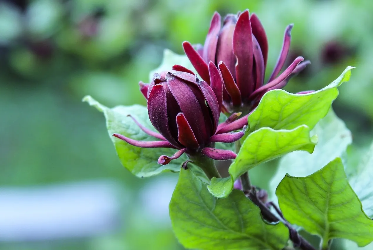 Sweetshrub