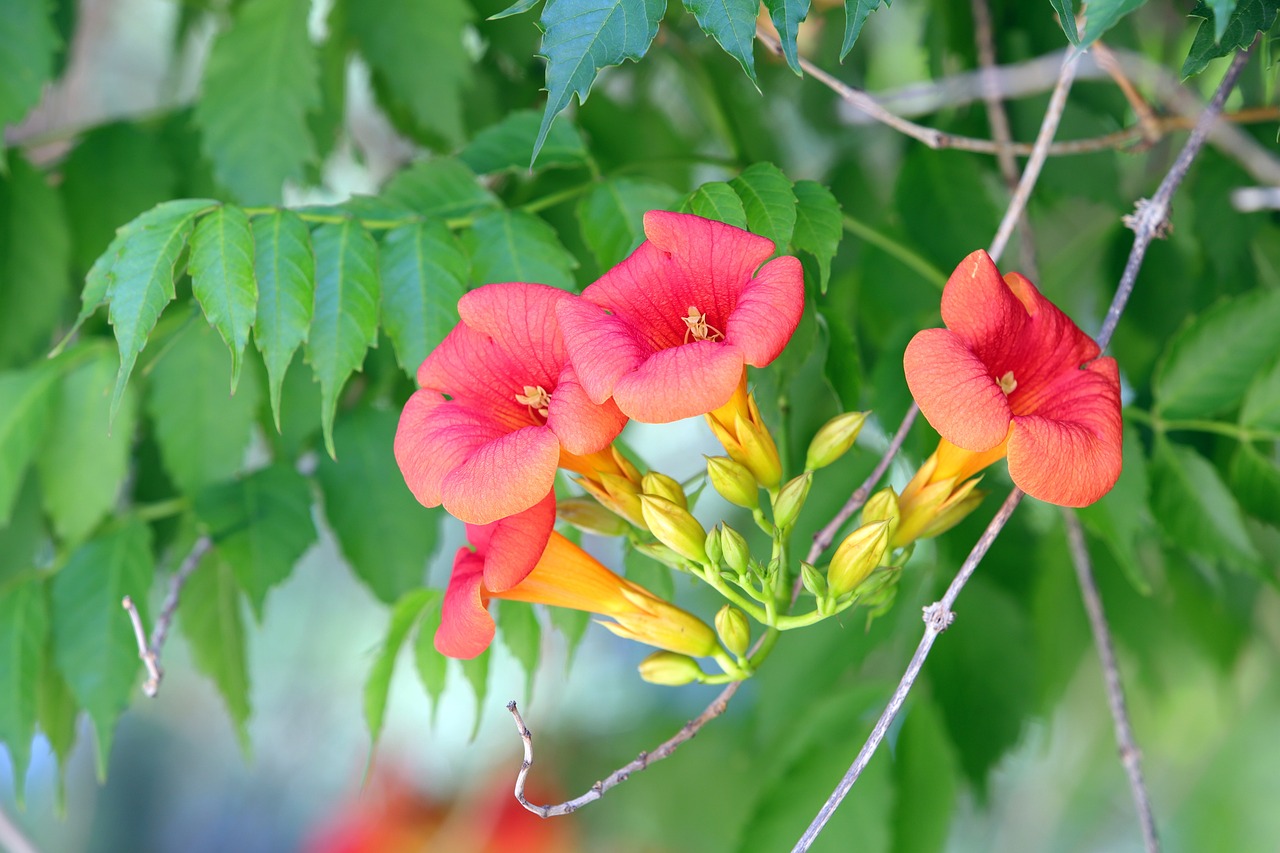 Campsis trumpet vine with orange flowers