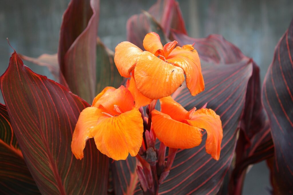 Canna lilly