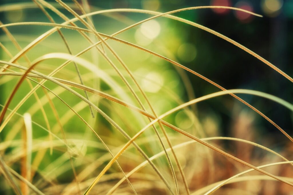 Carex sedge