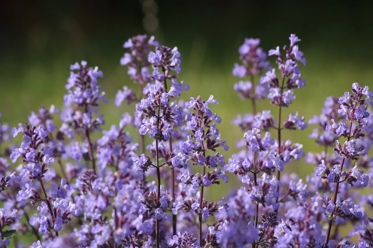 Nepeta catmint with lavender-blue flower spikes