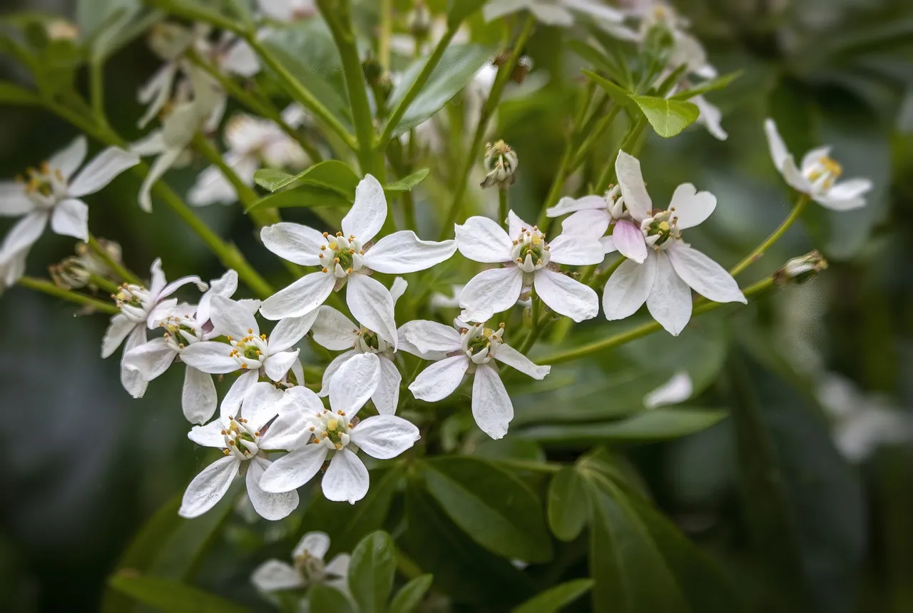 Choisya Aztec Pearl Mexican orange blossom white flowers