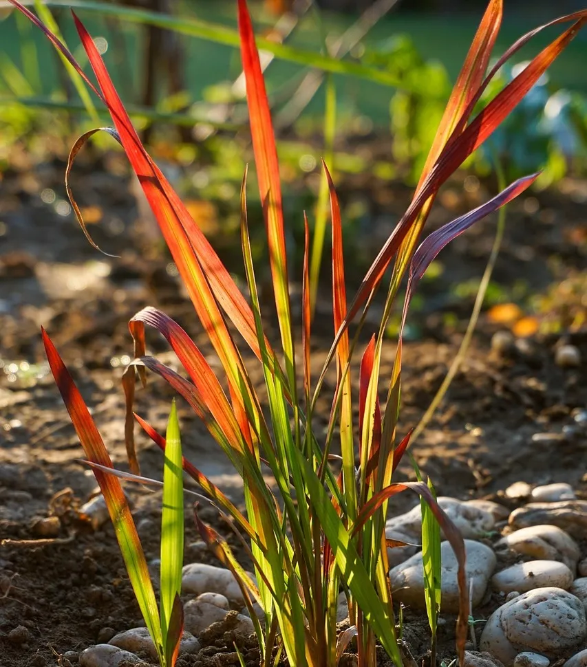 Japanese blood grass Imperata cylindrica Red Baron
