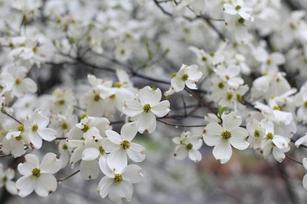 cornus shrub
