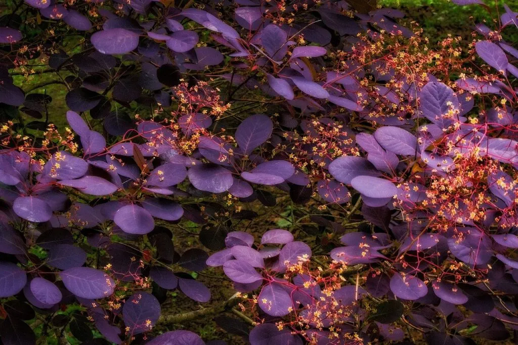 Smoke bush