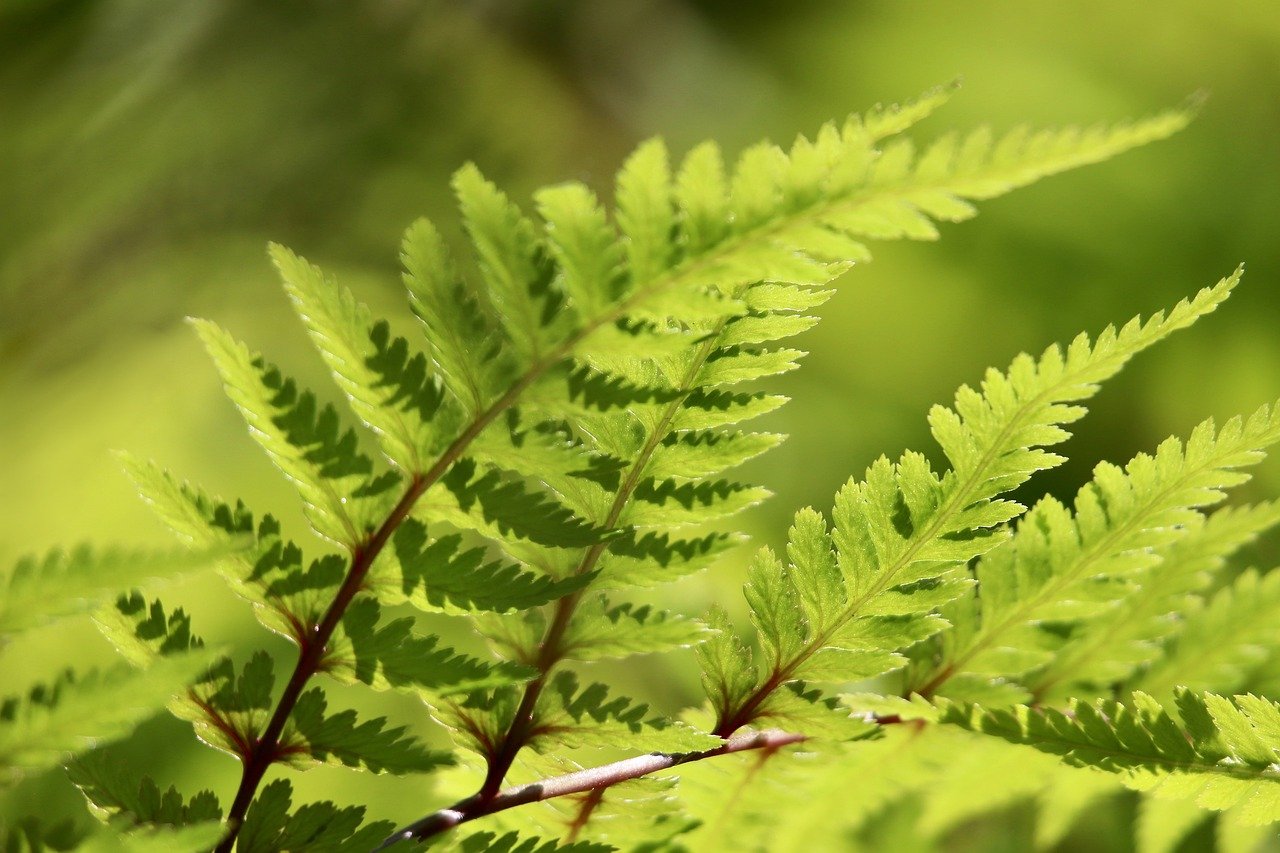 Dryopteris fern for shaded ground cover