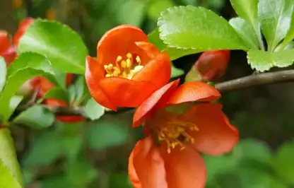 Escallonia