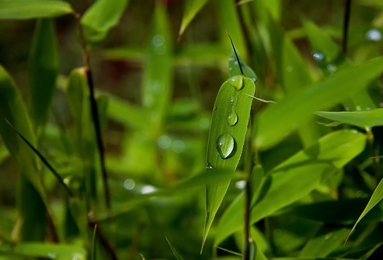 Fargesia nitida Pillar bamboo