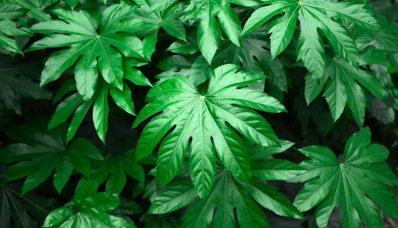 Fatsia shrub