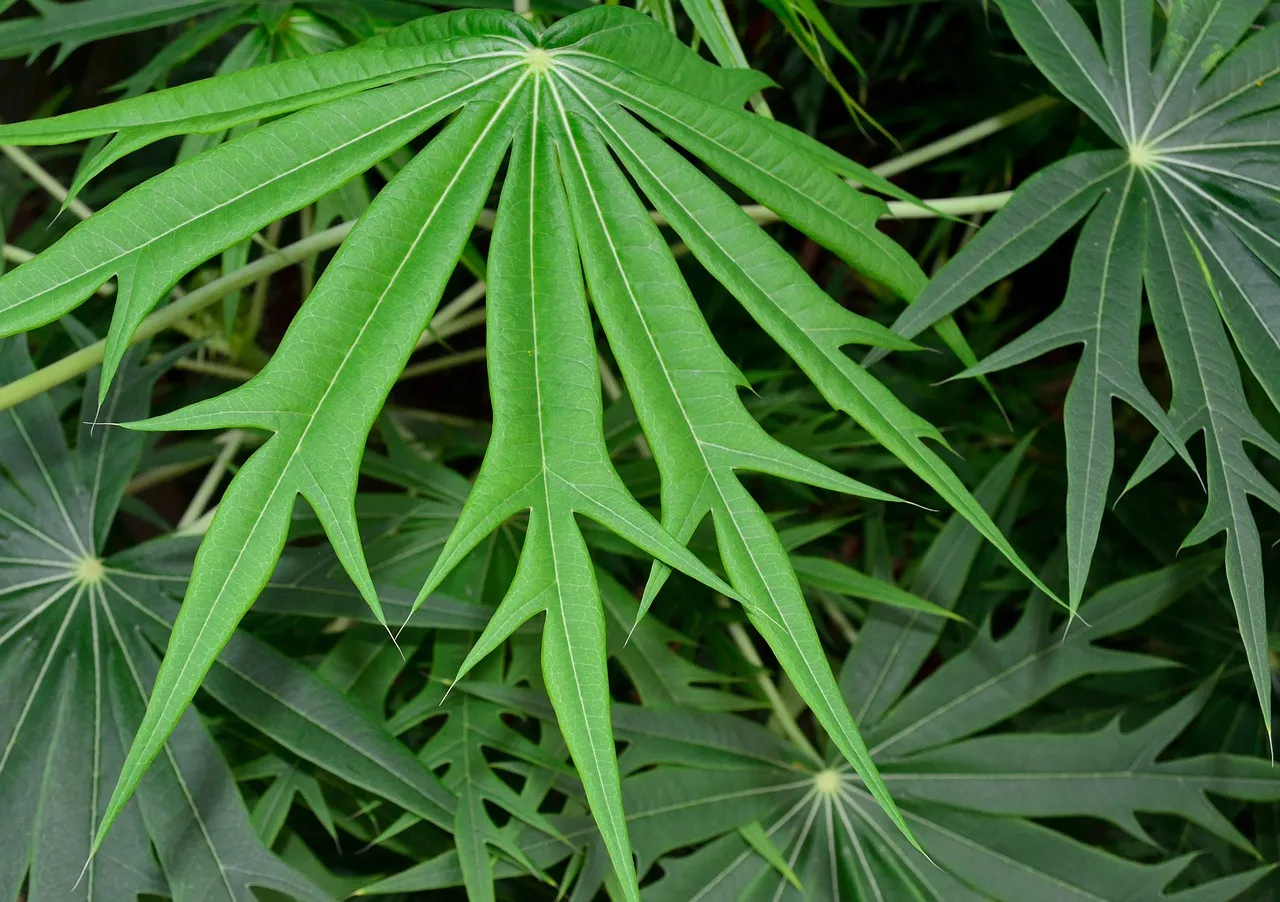 Fatsia green fingers