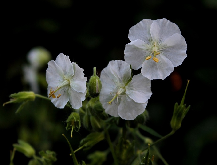 White geranium