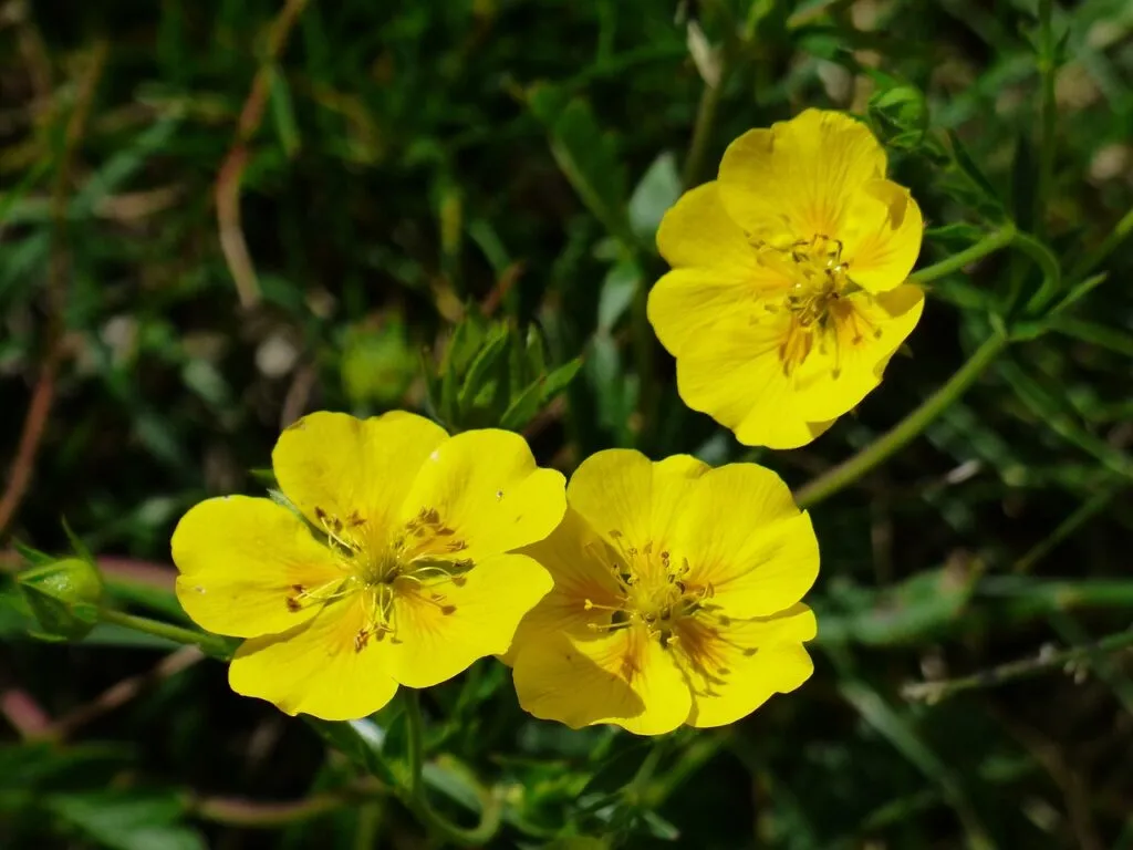 Rock rose
