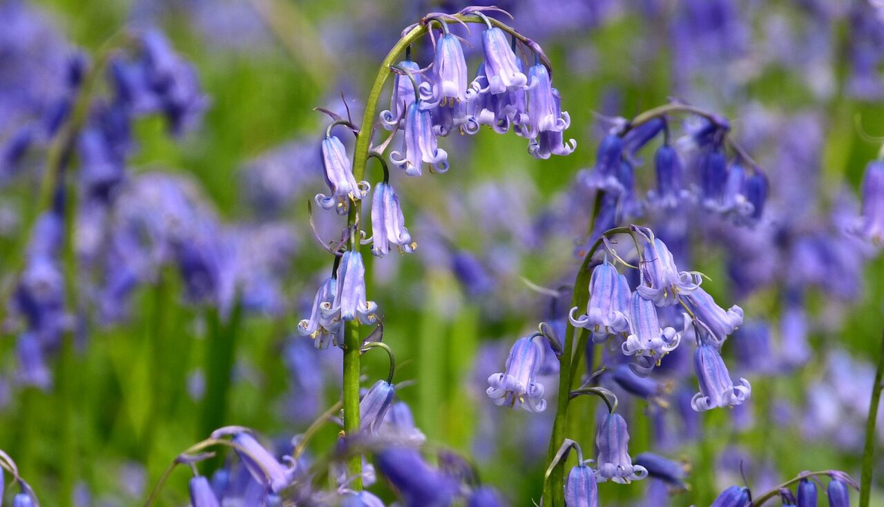 English bluebell