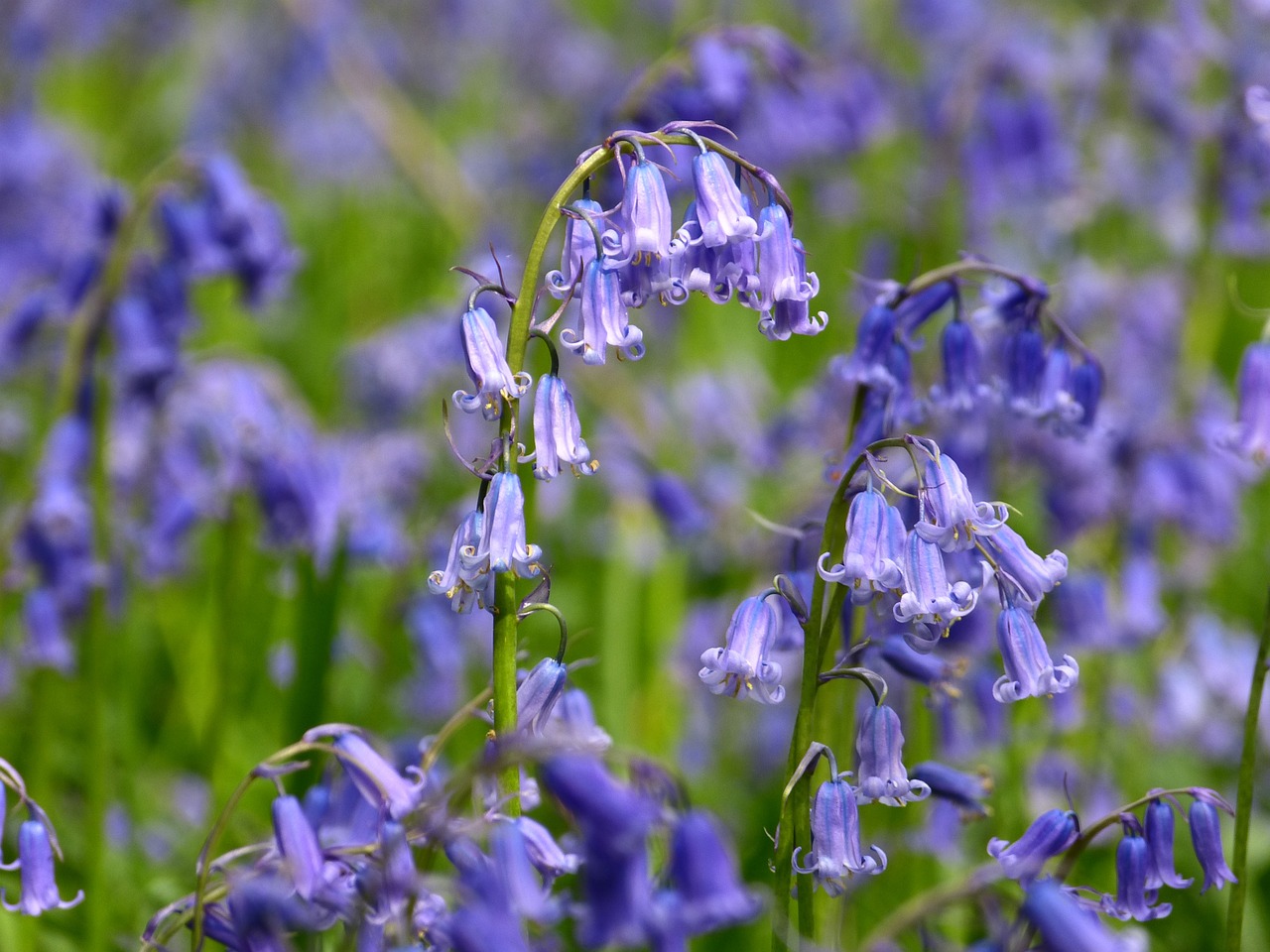 Native English bluebells Hyacinthoides non-scripta flowering under trees