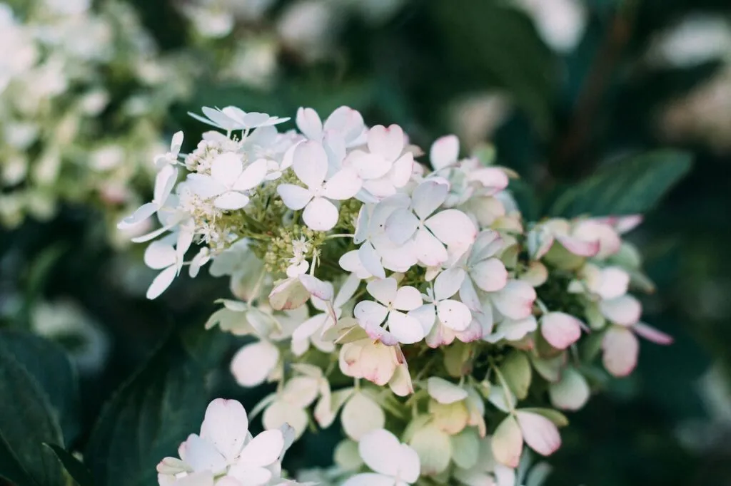 Hydrangea