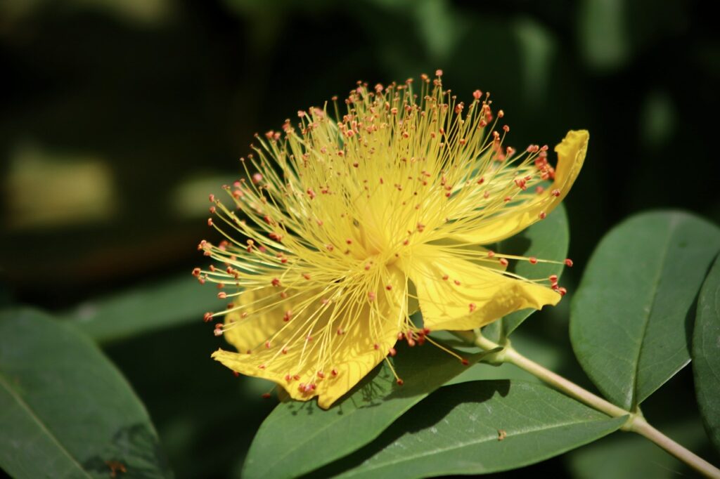 Hypericum