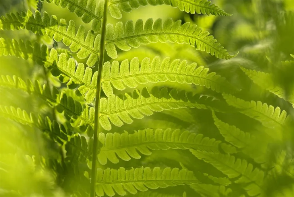 Osterich fern