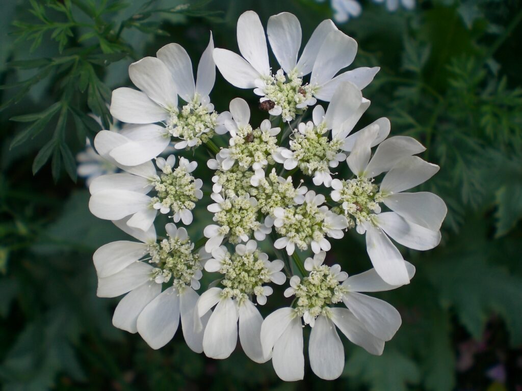 Lace flower