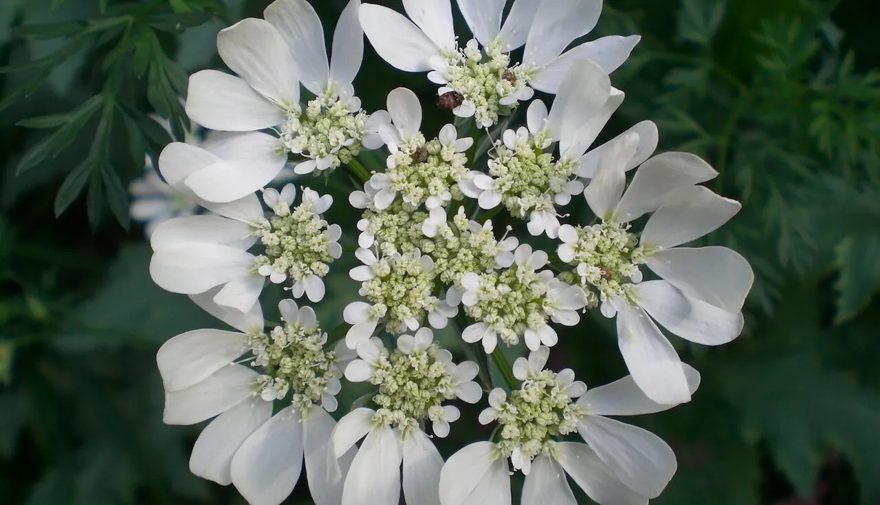 Lace flower