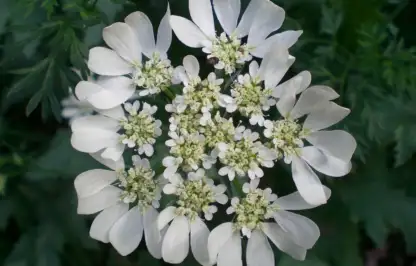 Lace flower