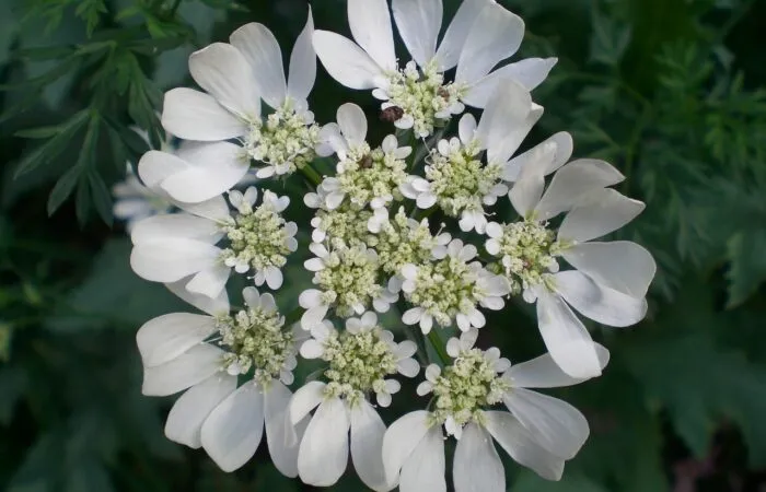 Lace flower