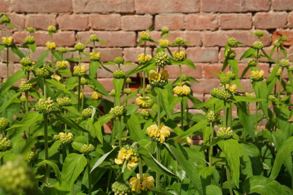 Jerusalem sage phlomis garden plant yellow